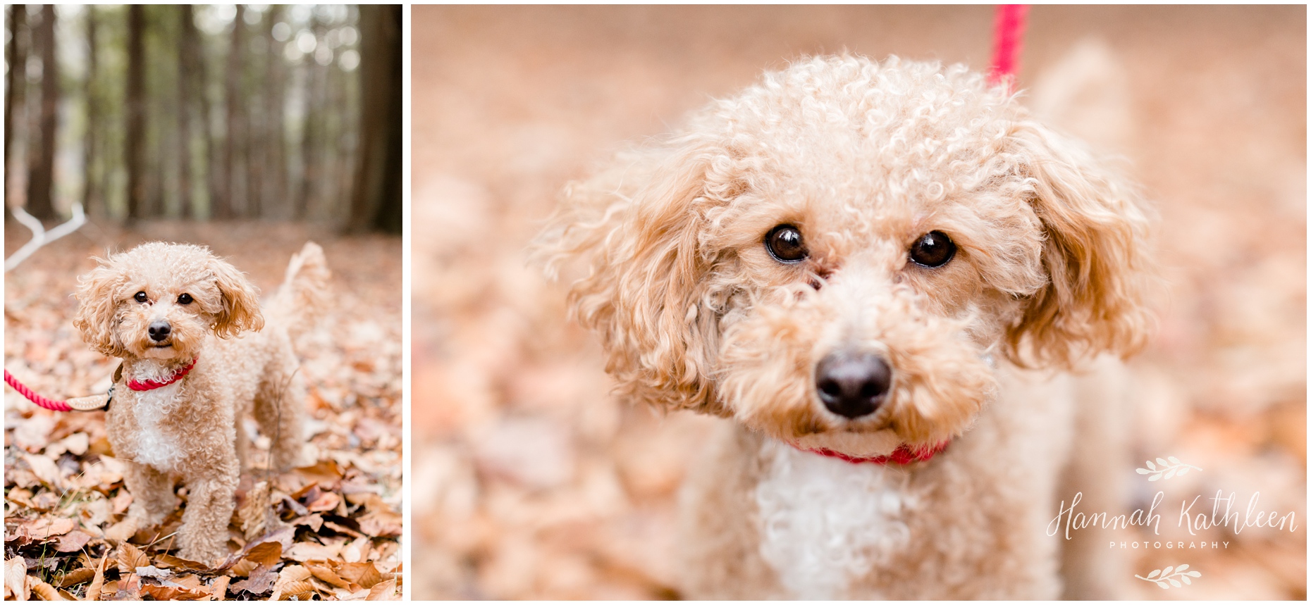 chestnut_ridge_park_family_photography_puppy_fall_hamburg_orchard_park