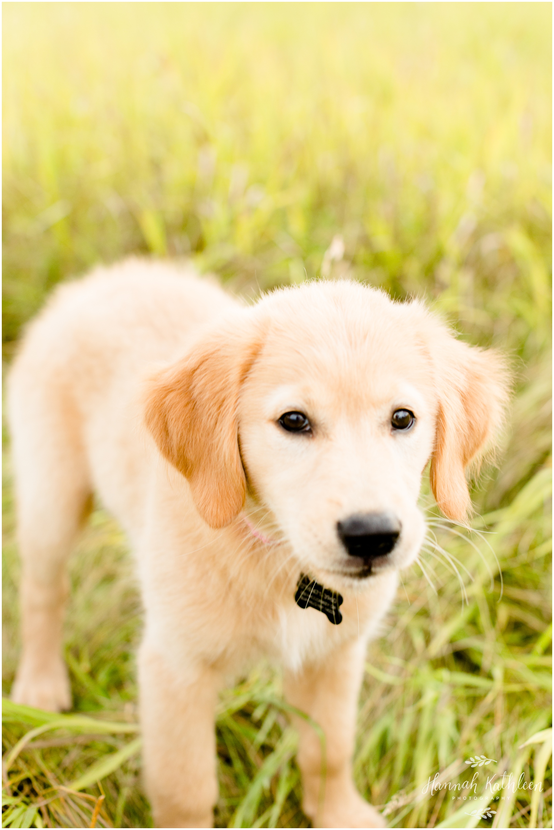 Zack_Kelly_Puppy_Engagement_Photography_Buffalo_NY